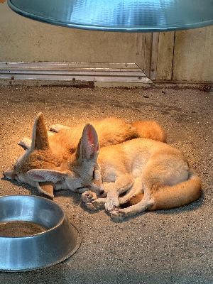 사막여우의 특징과 생태