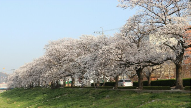 정읍벚꽃축제 