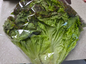 구충제 복용시기 (감염 경로, 복용 기준, 위생 관리)