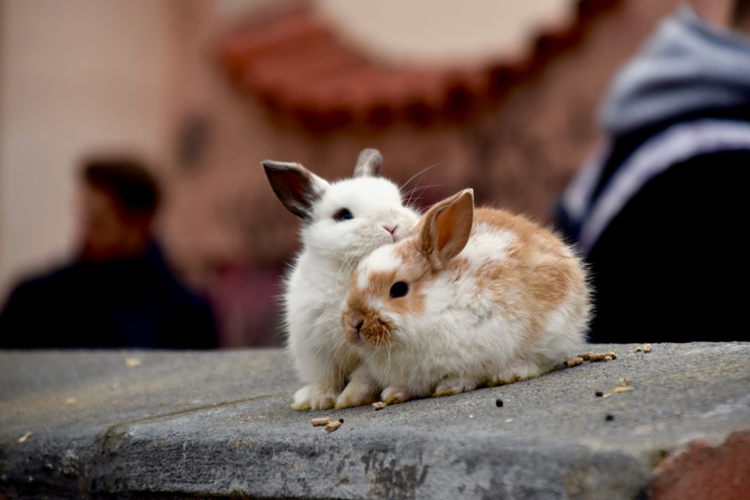 Bunny