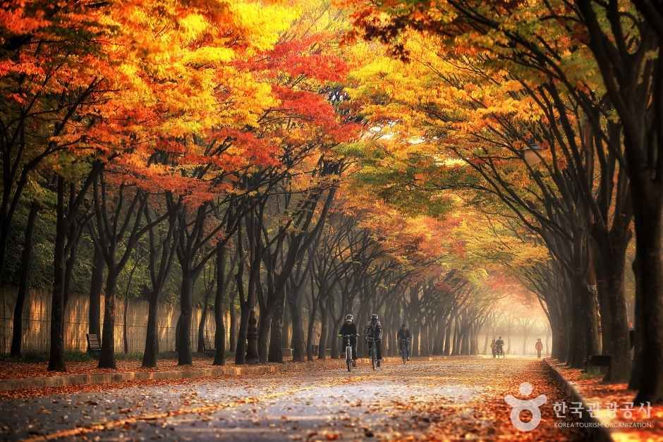 인천대공원 가을 단풍 터널 아래 낙엽이 깔린 산책로와 자전거를 타는 방문객들