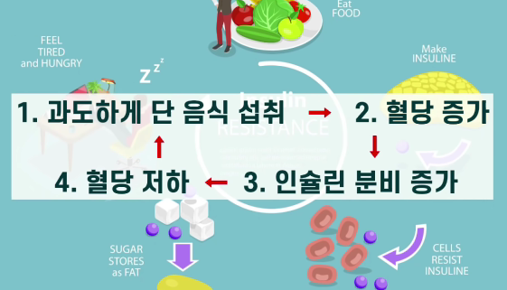 음식 섭취와 인슐린 대사 과정 설명