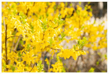 봄꽃 개화시기 2024 지역별 봄꽃축제