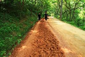 여름에 걷기 좋은 숲길 10