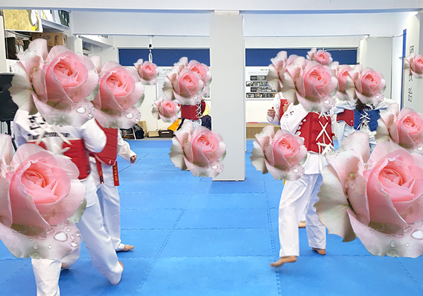 꽃보다 태권도: 장미