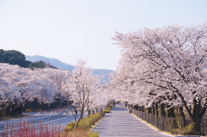 서울대공원 벚꽃 개화 전경