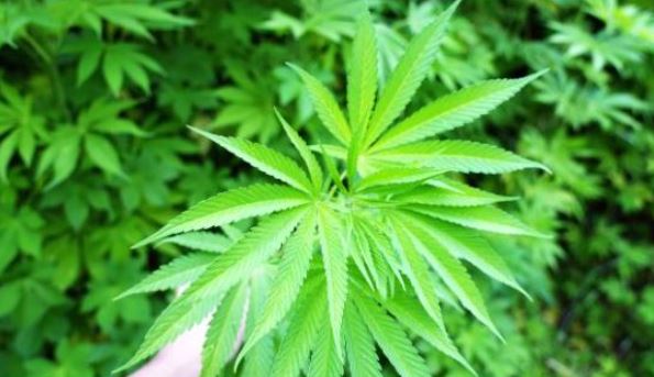 대마종자유-효능-가격