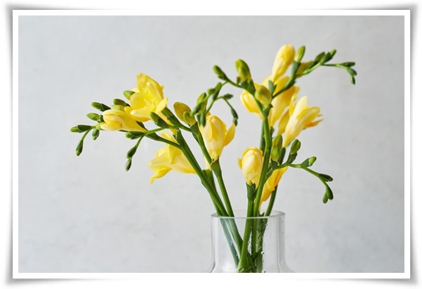 "프리지아" 봄을 알리는 황금빛 향기, 그 매력과 재배의 모든 것!