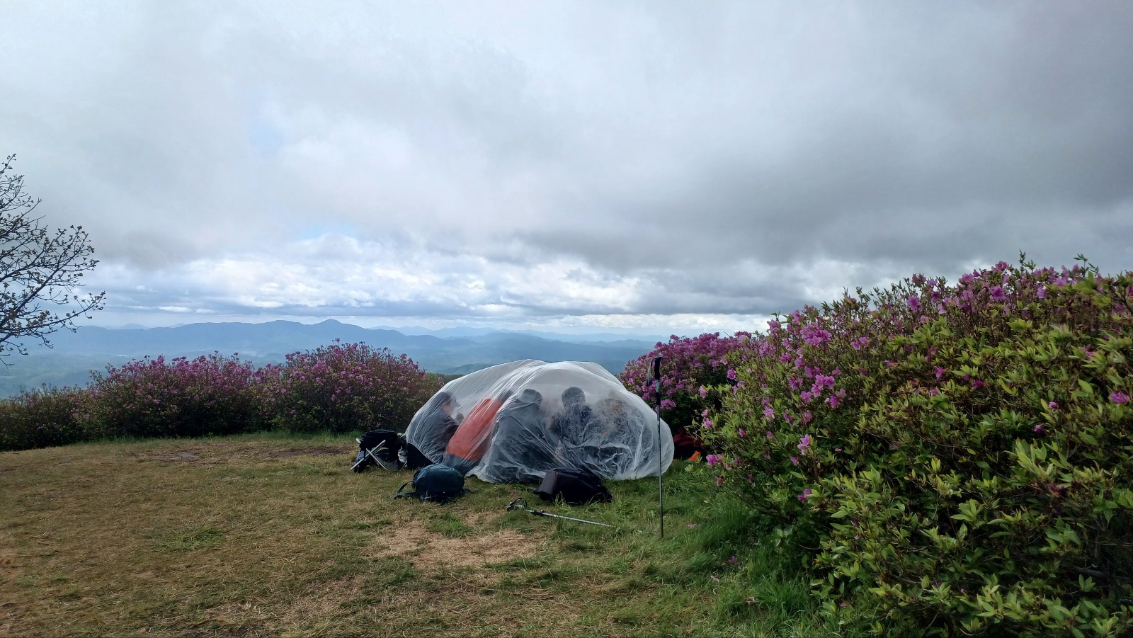 합천 황매산 철쭉8