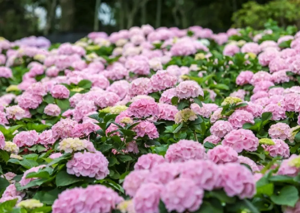 휴애리 여름 수국축제