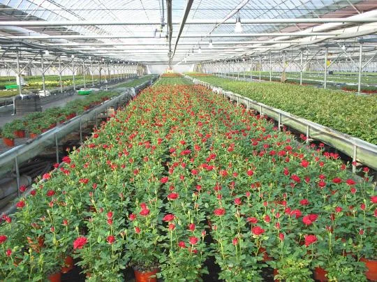 장미 재배 전정 시기 병해 예방 풍성한 개화_5