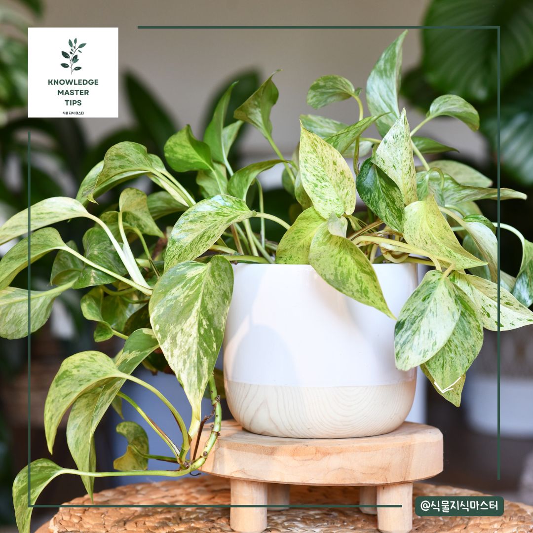 스킨답서스 번식 후 관리 팁