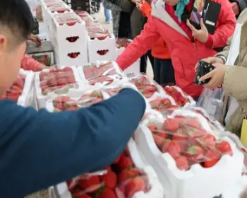 논산딸기축제_6