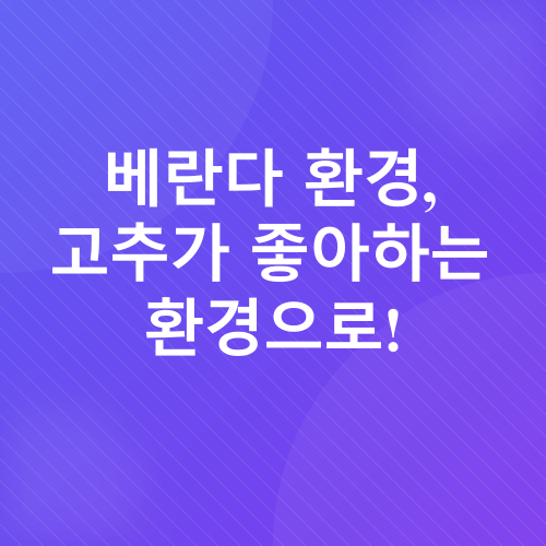 베란다 고추 재배_4