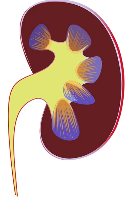 담석증 치료방법, 원인, 수술 총정리 (2024ver)