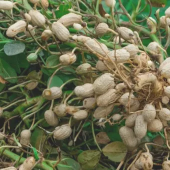 땅콩 심는 시기 수확시기 모종 파종_8