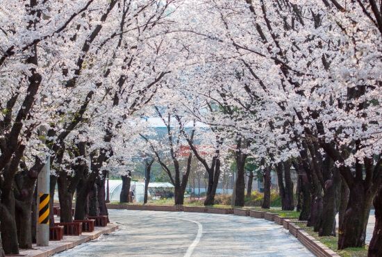 가평 에덴 벚꽃길