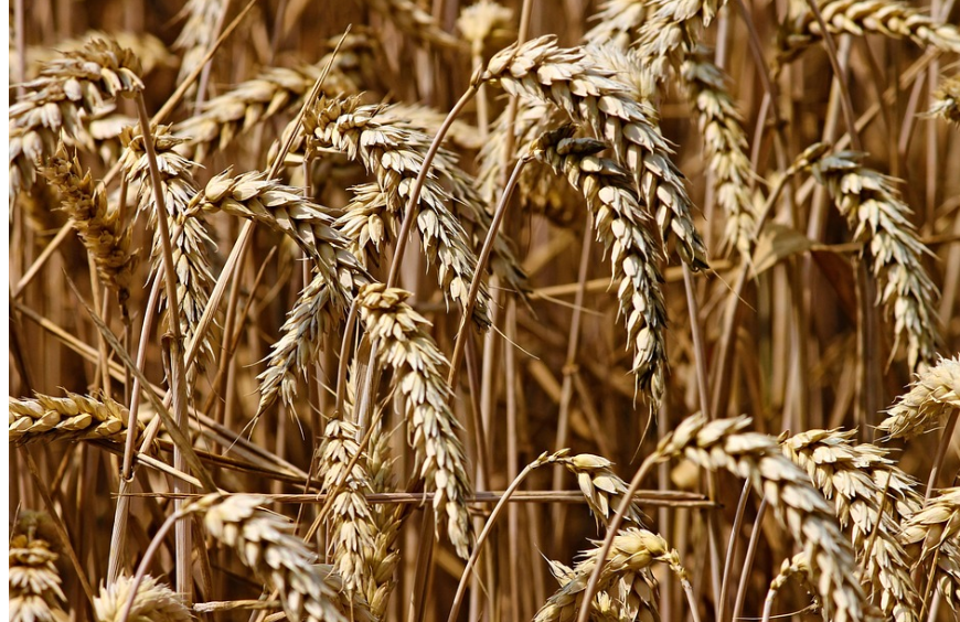 보리의 종류와 특징