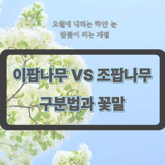 5월에 내리는 하얀 눈, 밥꽃이 피는 계절 - 이팝나무와 조팝나무의 차이&amp;꽃말