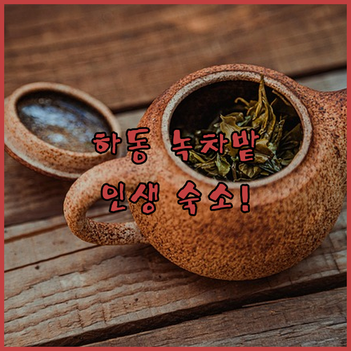 하동 녹차밭 인근 숙소 위치별 장점 ..
