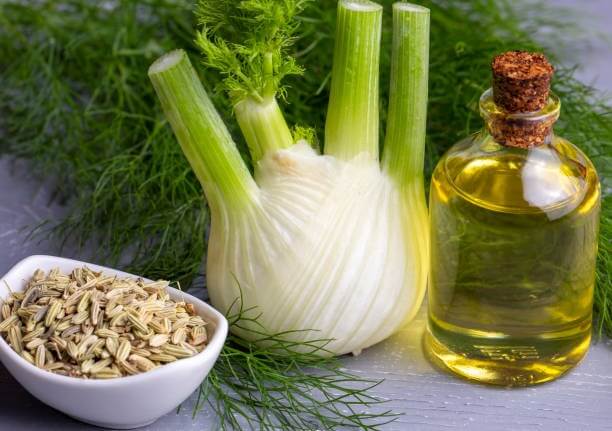 펜넬의 씨앗, 펜넬 식물, 펜넬 에센셜 오일