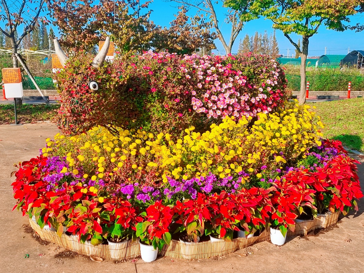 2024 인천 계양 아라온 가을꽃 전시회&amp;#44; 국화 축제(~11.10.): 야경&amp;#44; 아라뱃길&amp;#44; 전통놀이 체험