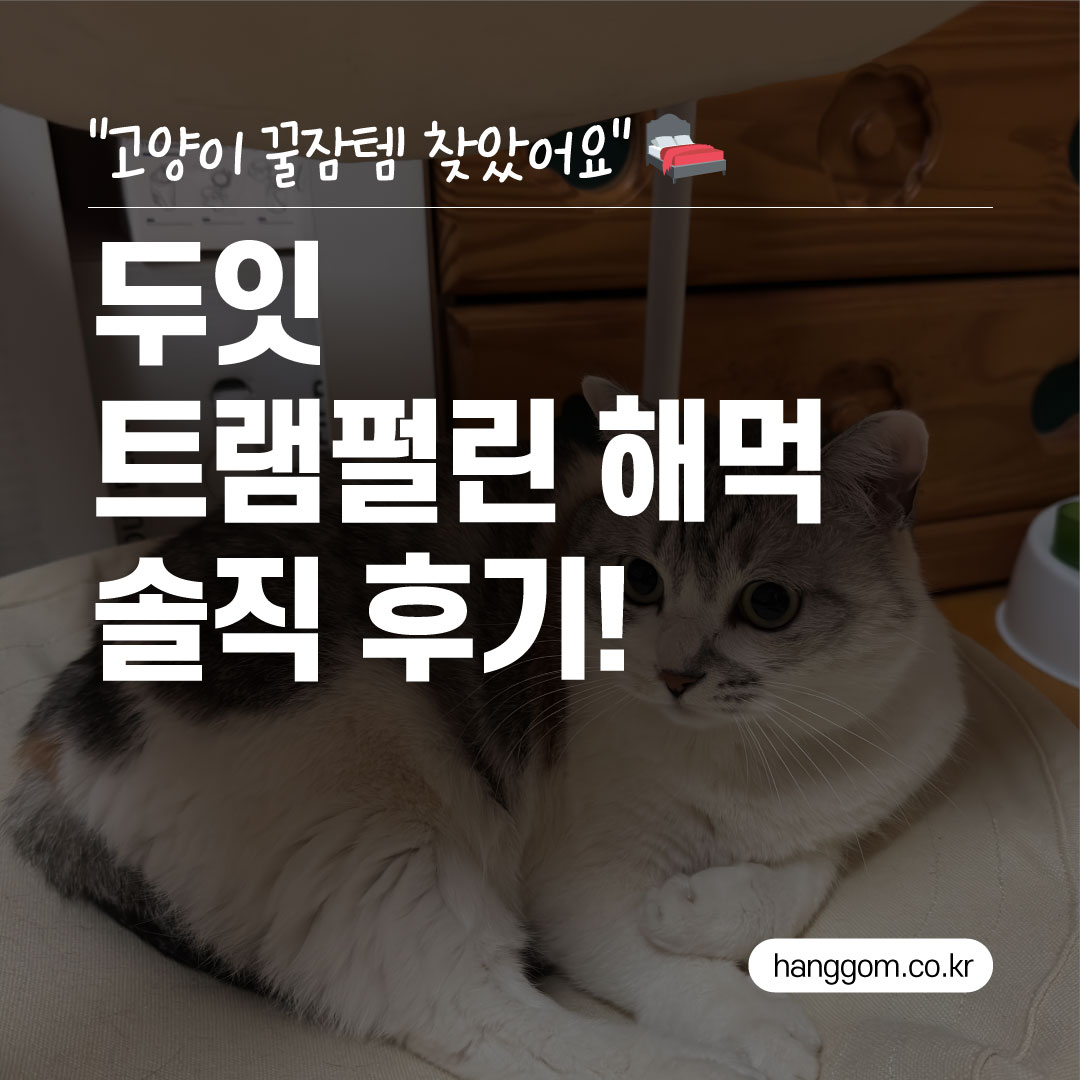 두잇 트램펄린 해먹 솔직 후기! “고양이 꿀잠템 찾았어요”