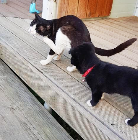 까만 고양이 까만 강아지