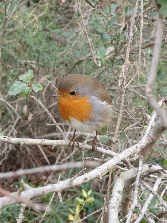 붉은가슴울새 영국 겨울 새 특징 매력 이미지_29