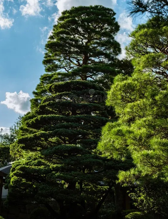 화담숲 예약 일본큰소나무