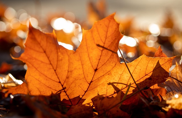 2025년 10월 7일 최신 실시간 단풍 현황