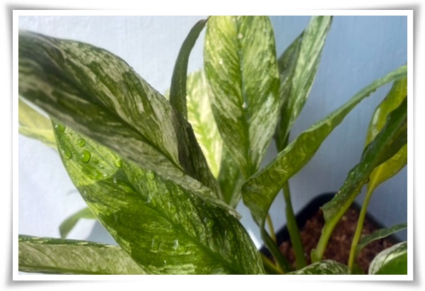 화초 &quot;리시안셔스&quot; 장미인 듯 장미 아닌 변치 않는 사랑의 꽃!