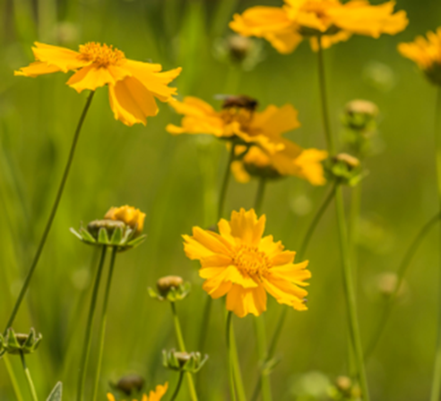 금계국의 개화시기7