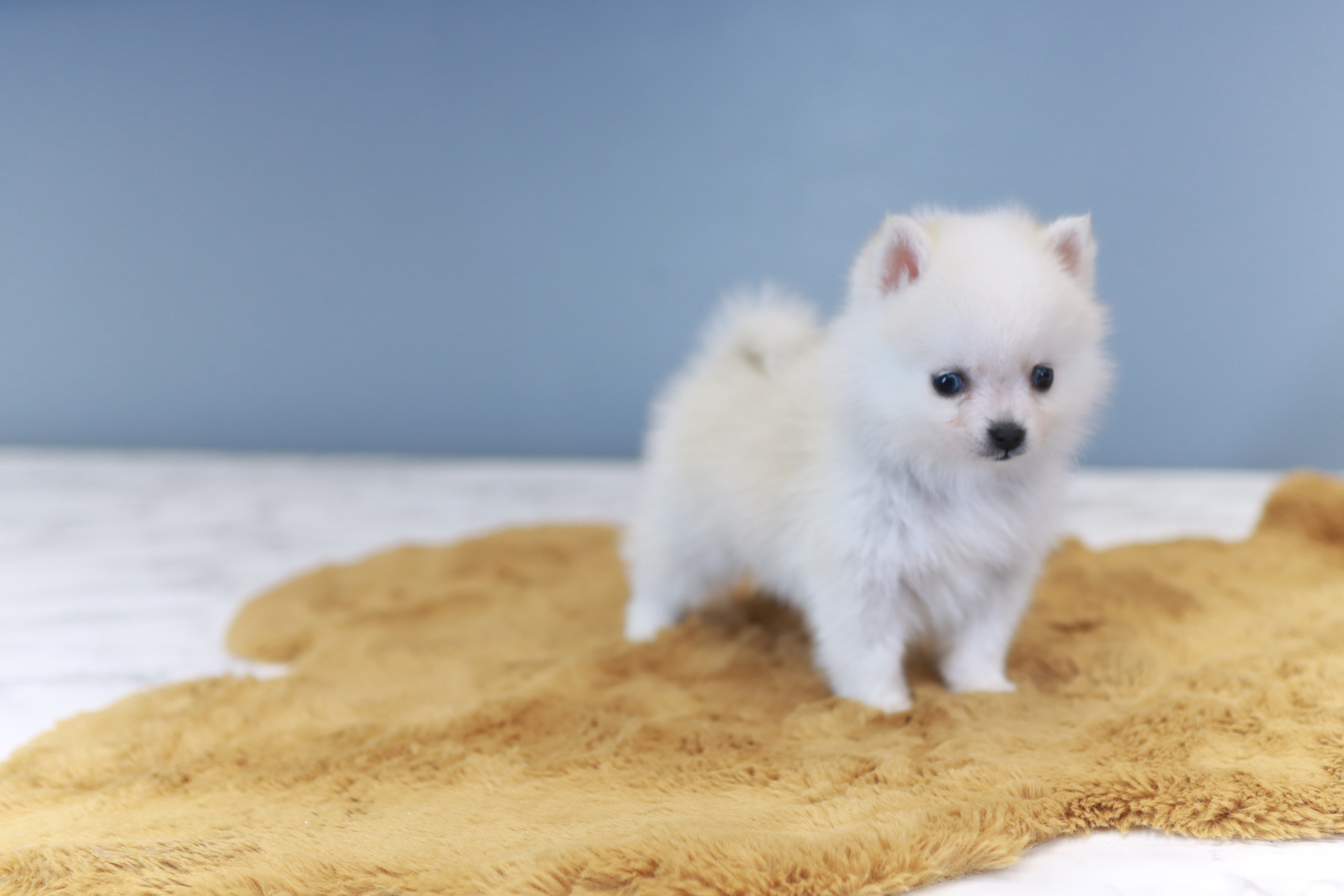 폼스키 책임 분양