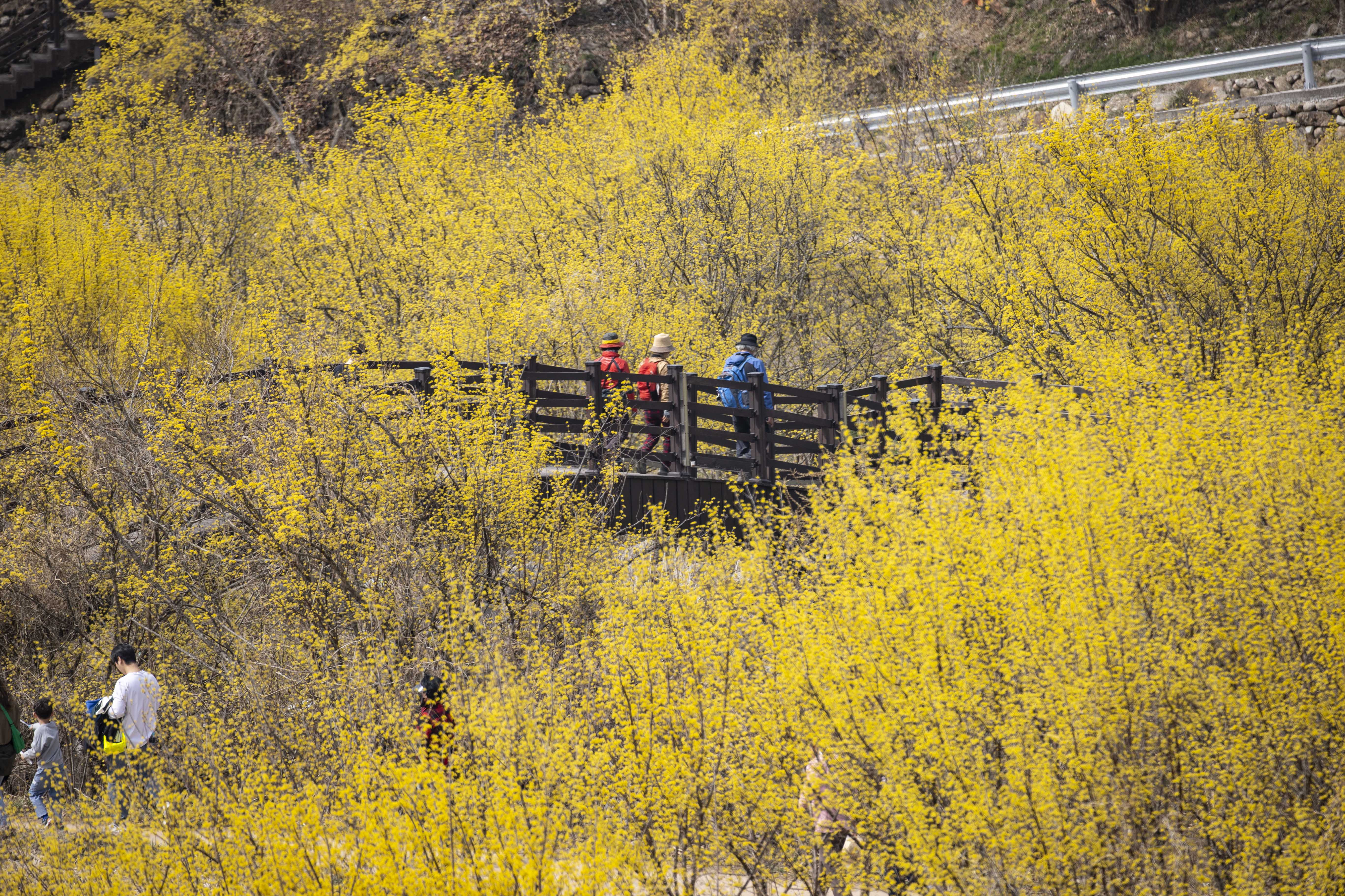 알트태그-구례 산수유꽃 만개 전경