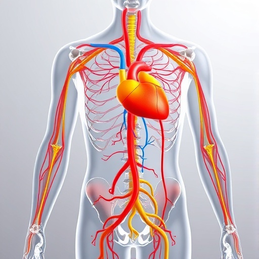 혈액과 림프액이 전신을 순환하며 작용하는 이미지