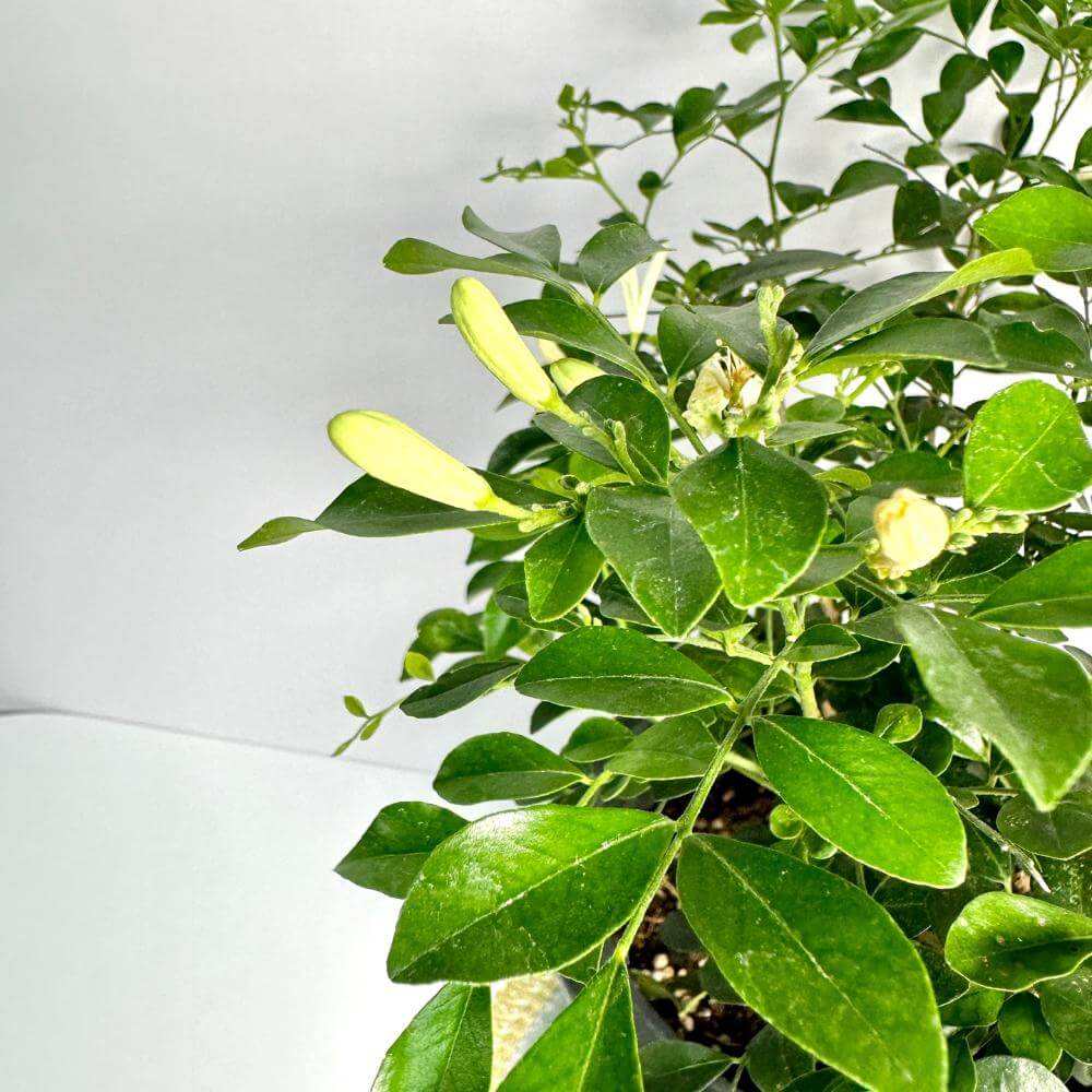 오렌지자스민 키우는법