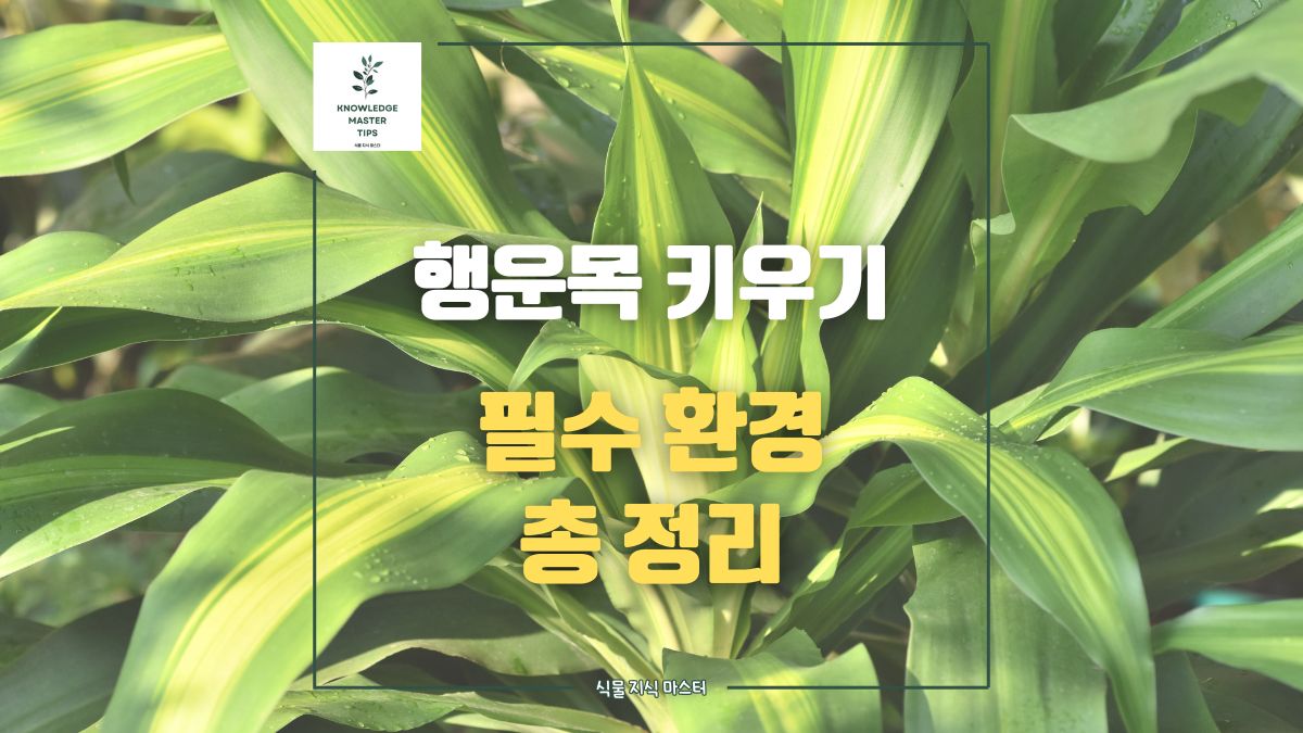 행운목 키우기, 필수 환경 총 정리