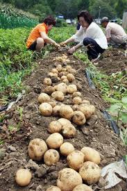제14회 향수옥천 옥수수 감자 축제 기본일정과 프로그램 정리