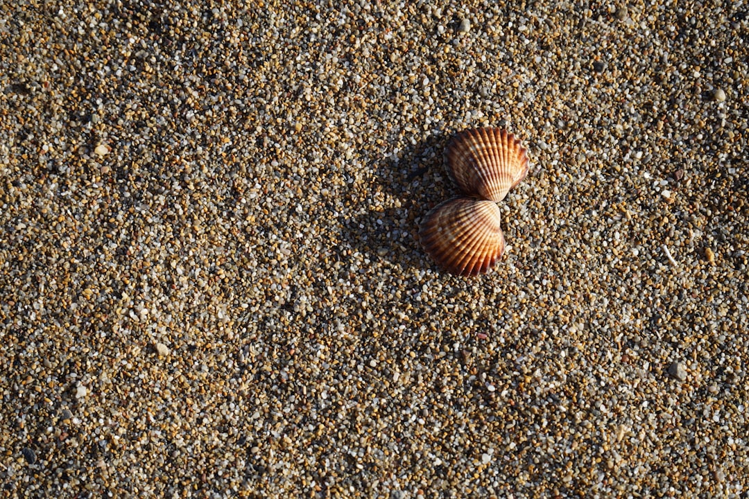 골뱅이는 영어로 sea snail입니다.