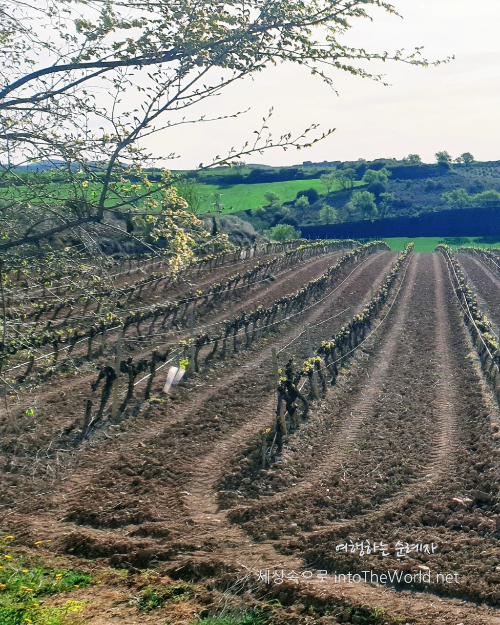 La Rioja 라 리오하 지역의 포도밭