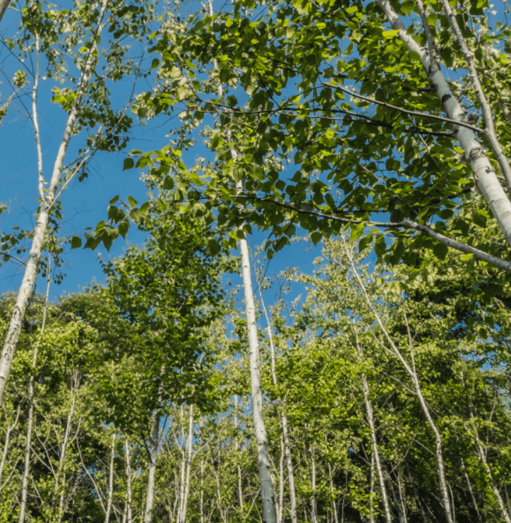 화담숲 입장권 예매 부터 리조트 할인