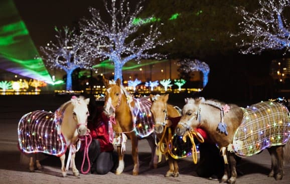 말 4마리가 조명 시트를 입고 있다.