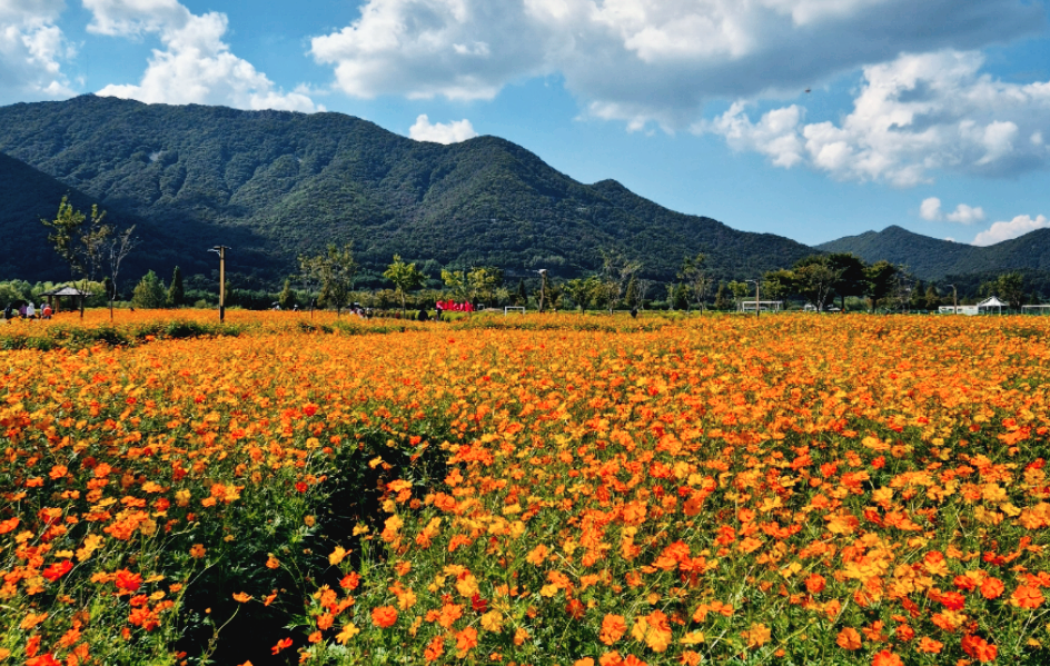 황산공원 황화코스모스