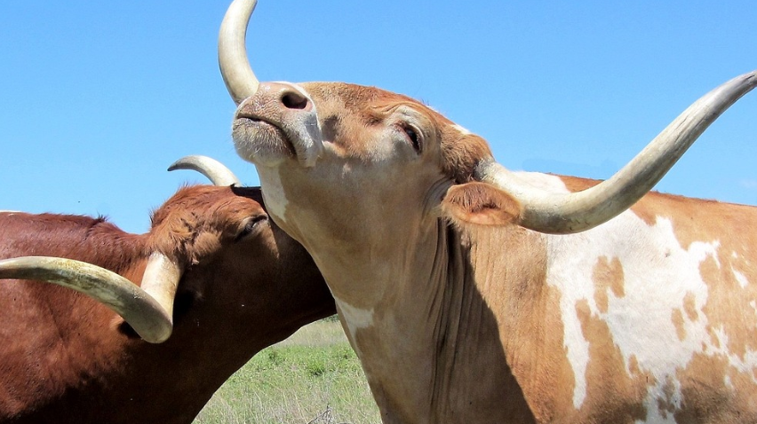 2023년 소띠운세