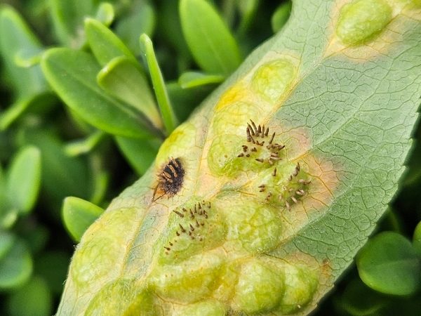 꽃사과나무 붉은별무늬병