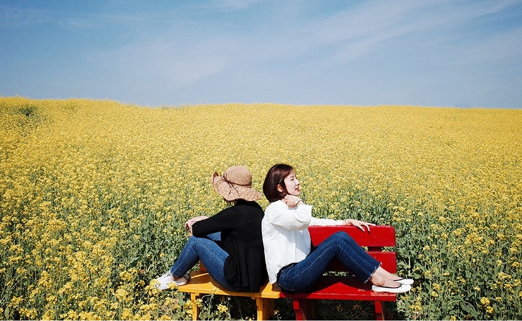 유채꽃밭에 놓인 의자에 등대고 앉아있는 모습