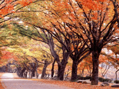 기차여행 단풍특선 추천