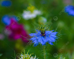 니겔라 꽃 이미지 사진