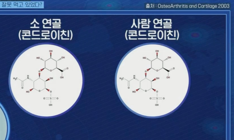 사람과 소 연골의 비슷한 구조